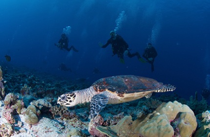 turtle underwater above coral with divers looking on